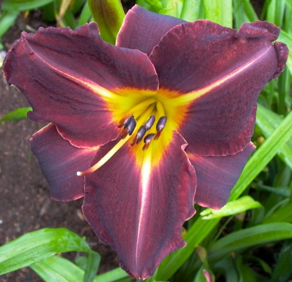 Bamboo Blackie