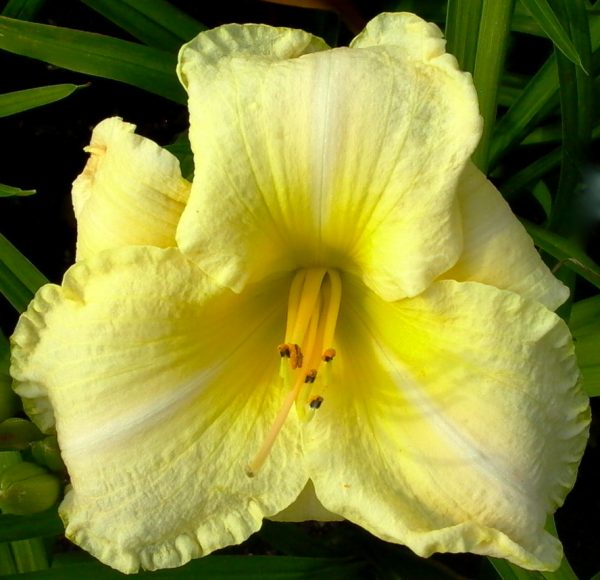 Bright Splendor