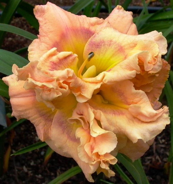 Coming up Posies