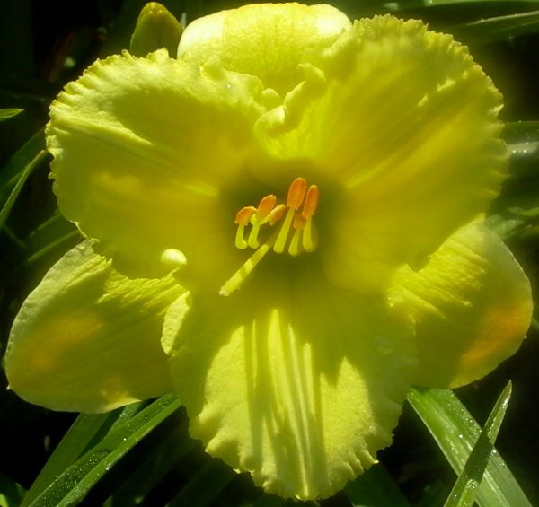 Emerald Dew
