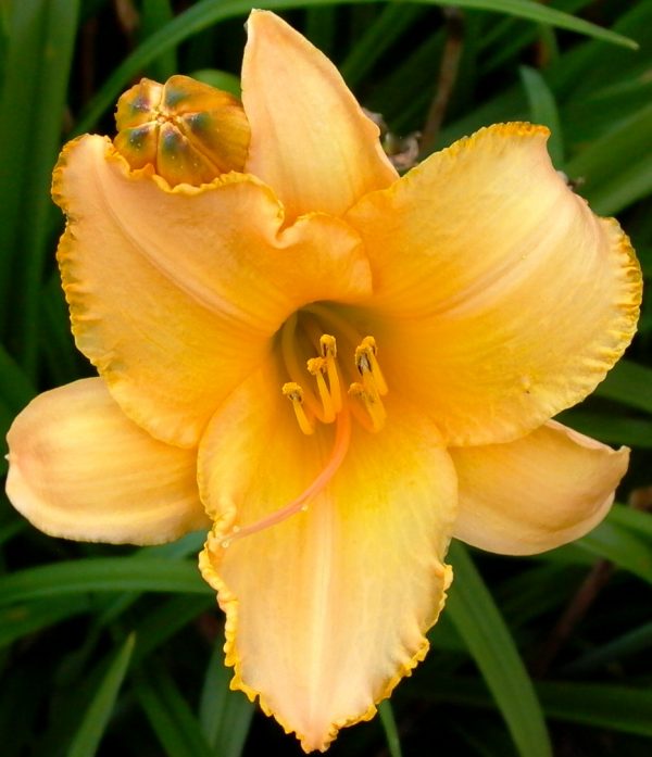 Etched in Gold • The Blooming Farm