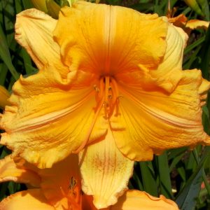 Orange Velvet