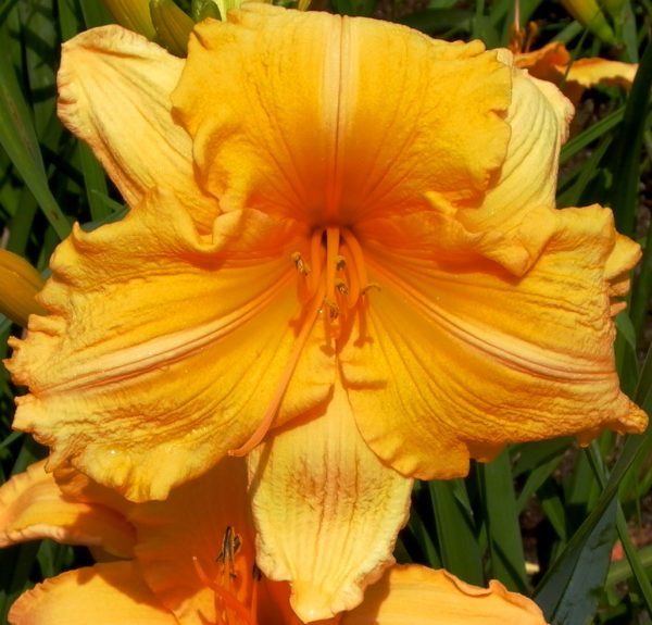 Orange Velvet