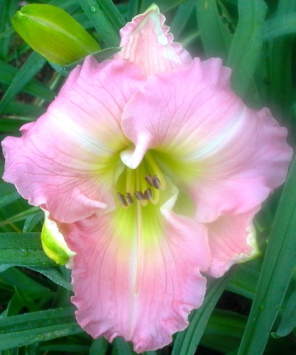 Pink Flirt