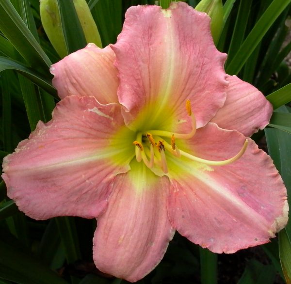 Pink Monday