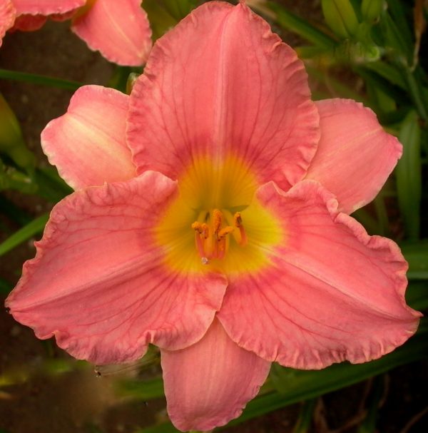 Plantation Belle