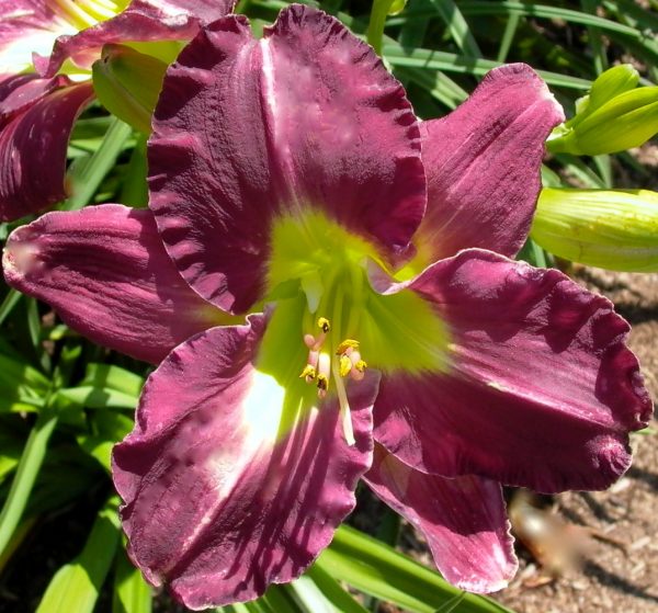 Purple Petaloid