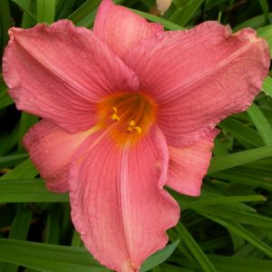 Rose Moss