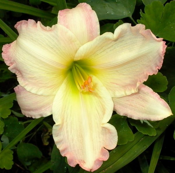 Susan Weber