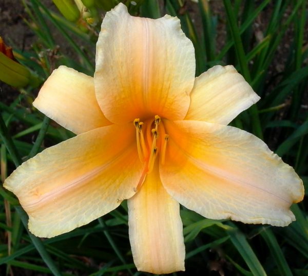 Tahitian Torch