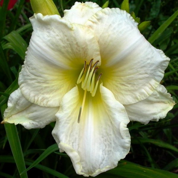 White Perfection