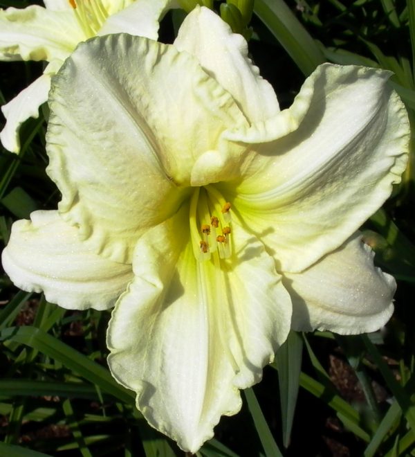 White Temptation